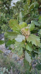 Quercus ithaburensis macrolepis