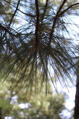 Pinus pseudostrobus