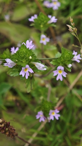 Euphrasia maximowiczii iNat (3)