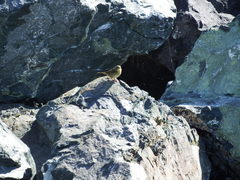 Geothlypis trichas image