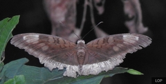 Adoliadini
