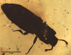 Pycnomerus