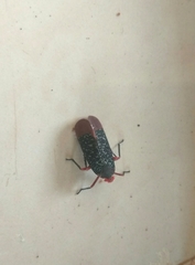 Kalidasa lanata
