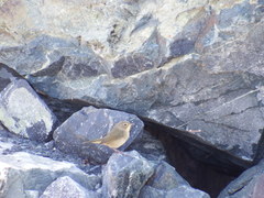 Geothlypis trichas image