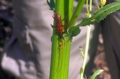 Chydarteres striatus