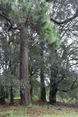 Pinus pseudostrobus