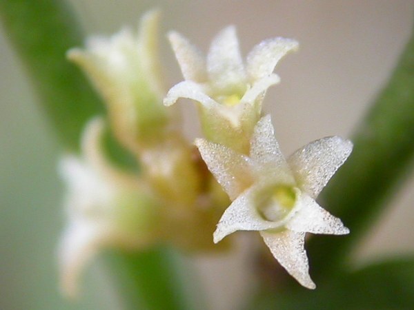 Campylocentrum sellowii