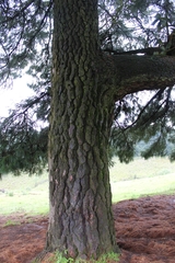 Pinus pseudostrobus