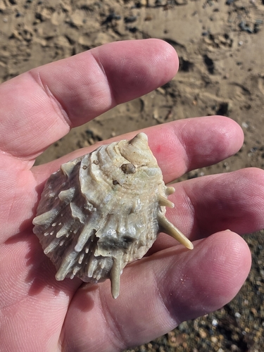 Spondylus victoriae observed 2025-08-17