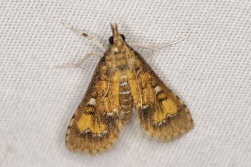 Water Hyacinth Moth photo 4