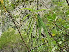 Boehmeria penduliflora image