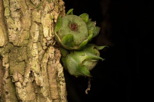 Praravinia suberosa observed 2025-07-03