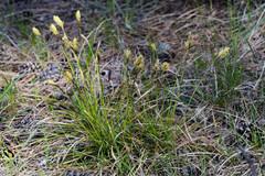 Carex pediformis macroura