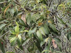 Agarista salicifolia