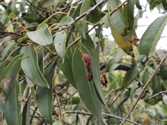 Agarista salicifolia