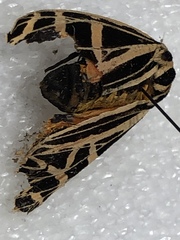 Apantesis parthenice