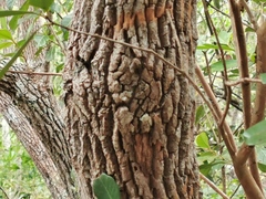Agarista salicifolia