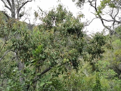 Agarista salicifolia