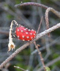 Peniocereus striatus