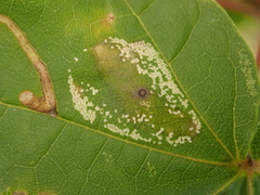 Phyllonorycter joannisi