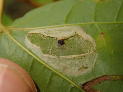 Phyllonorycter joannisi