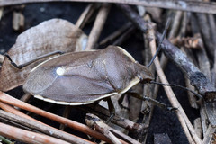 Chlorochroa pinicola