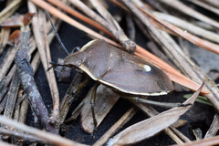 Chlorochroa pinicola