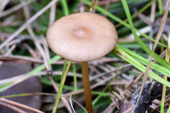 Strobilurus tenacellus