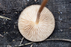 Strobilurus tenacellus