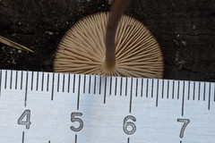 Strobilurus tenacellus