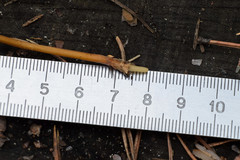 Strobilurus tenacellus