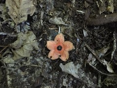 Bruceholstia magnifolia