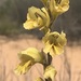 Gladiolus jonquilliodorus - Photo (c) David Hoare, μερικά δικαιώματα διατηρούνται (CC BY-NC), uploaded by David Hoare