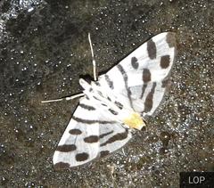 Pycnarmon jaguaralis