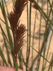 Thamnochortus bachmannii