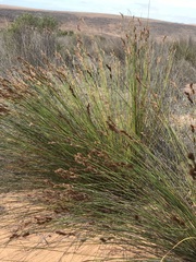 Thamnochortus bachmannii