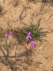 Pelargonium coronopifolium