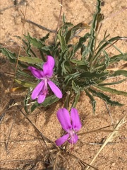Pelargonium coronopifolium