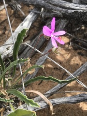 Pelargonium coronopifolium