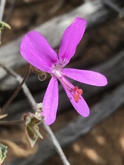 Pelargonium coronopifolium