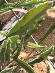 Pelargonium coronopifolium