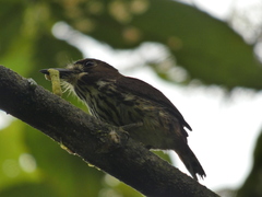 Micromonacha lanceolata