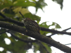 Micromonacha lanceolata