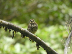 Micromonacha lanceolata
