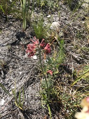 Codonorhiza micrantha