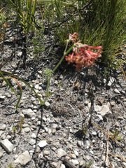 Codonorhiza micrantha