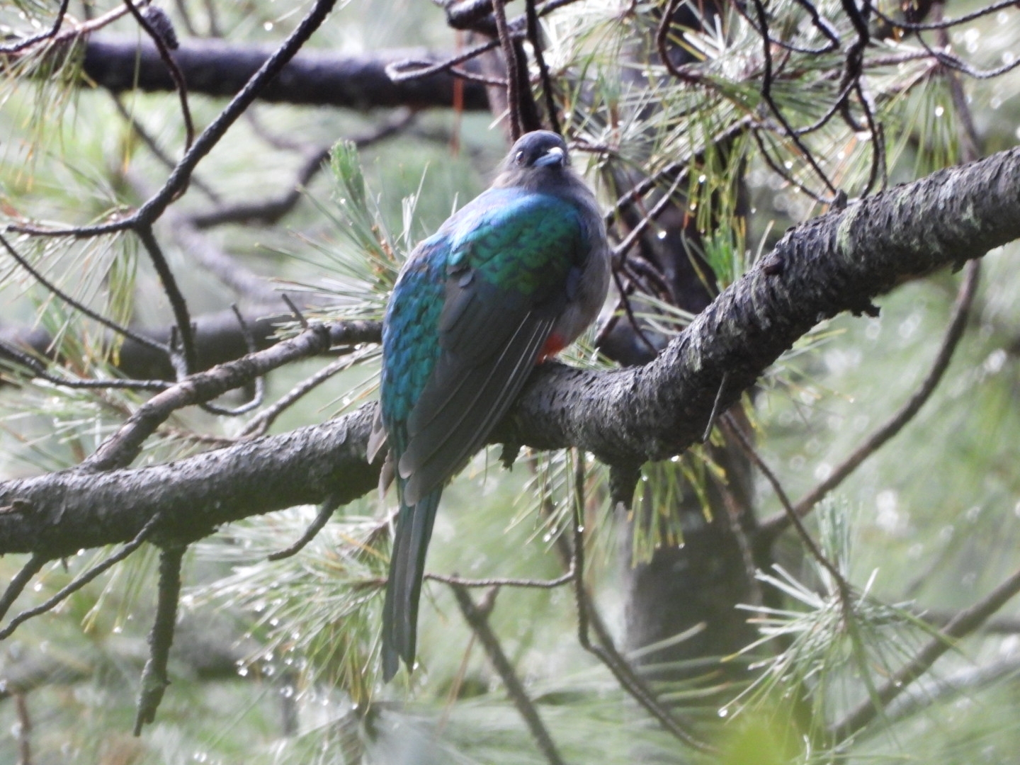 Eared Quetzal (Euptilotis neoxenus), photo 2