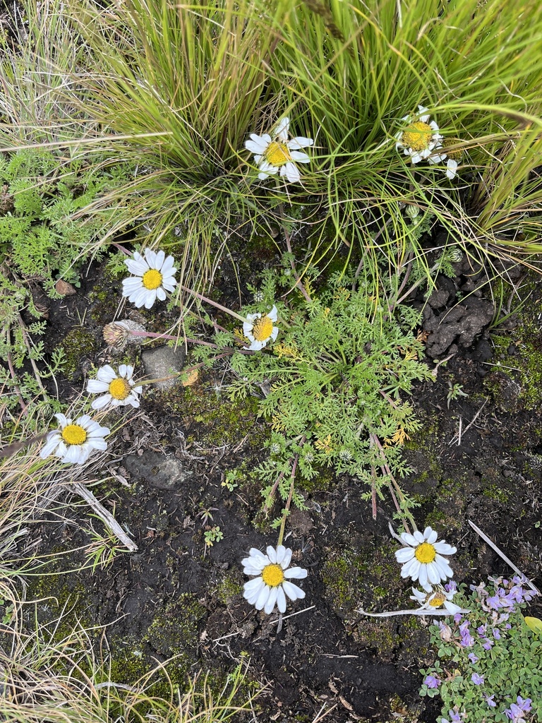 Anthemis tigreensis
