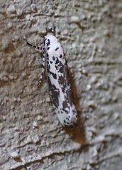Ethmia kirbyi