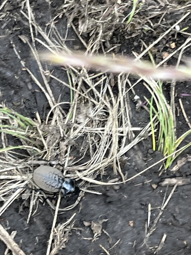 Calosoma elgonense